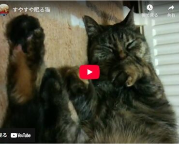 ぬくぬくすやすや