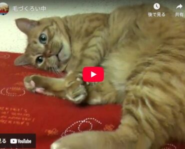 せっせと毛づくろい中