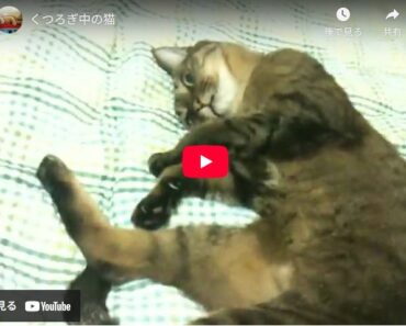 ココちゃまくつろぎ中