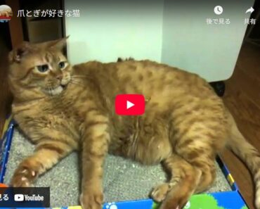 爪とぎの上で遊べば楽し