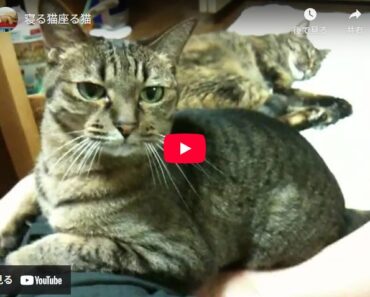 女のちょいバトル