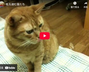 囲まれてます～