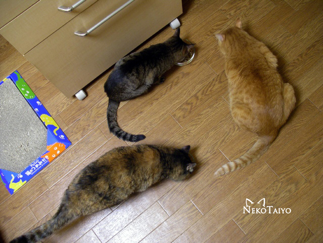 お食事中