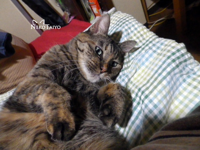 ソファでくつろぎ中