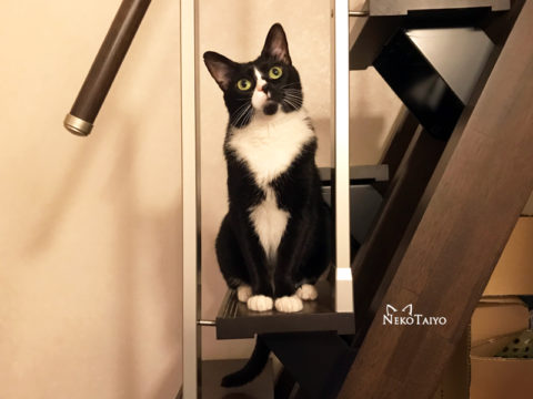 上を見る猫