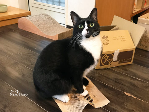 猫の好み