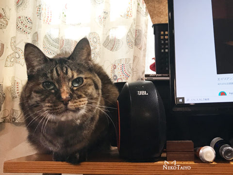 本日は