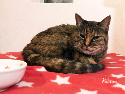 食っちゃ寝