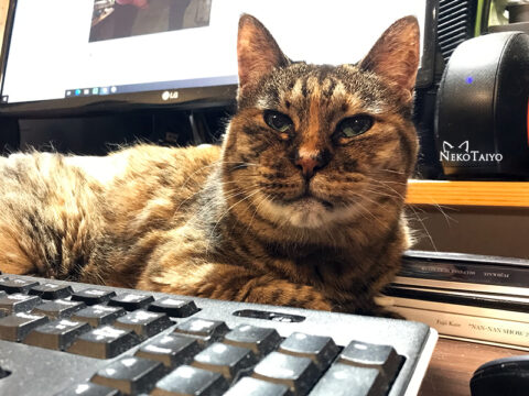 せめて