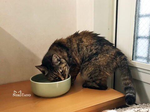 きょうこのごろ