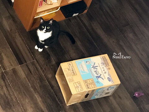 たぶん踏まれてる