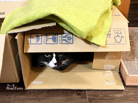 訝しむ