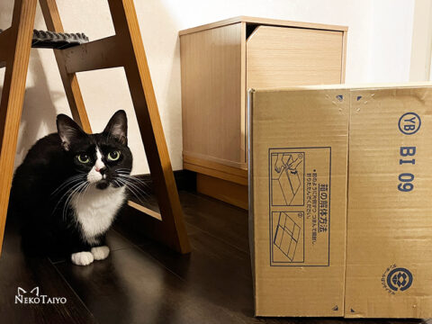 猫を諭す