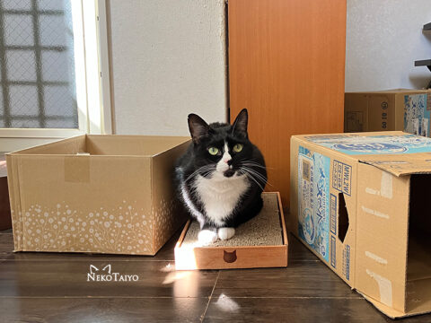 こぼれ落ちる猫