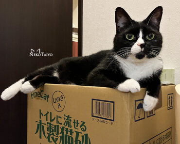 ありがとう？