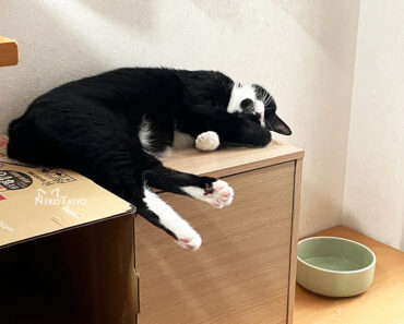 イレギュラー
