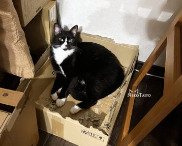 最終形態