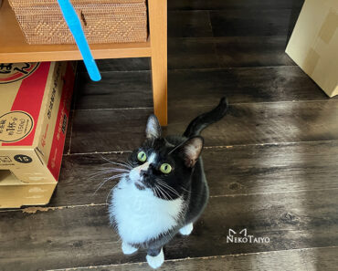 追っていたものは