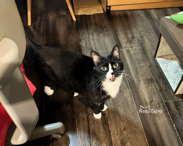 ちびっこモード