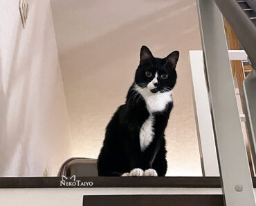 いらっしゃいませ