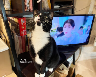 ジャラシとともに