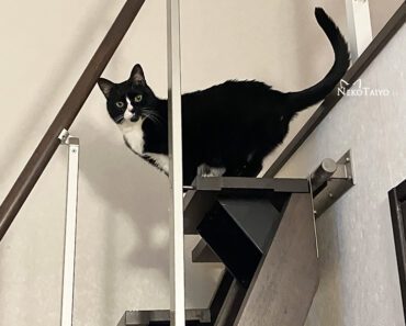 呼んでないが…