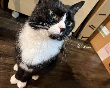 見つめ返すと…