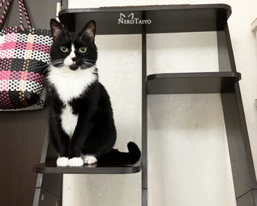 チェックポイント