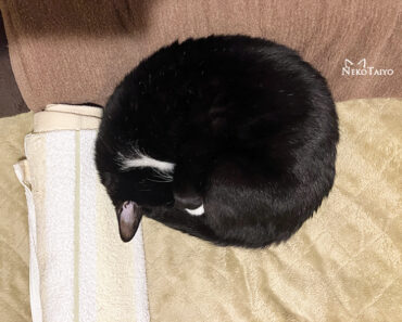 ほぼ黒猫