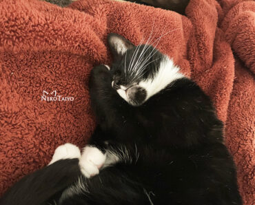 アゴ