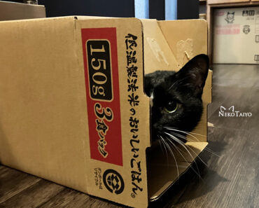 今日も