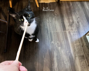 猫は(ユニは)…