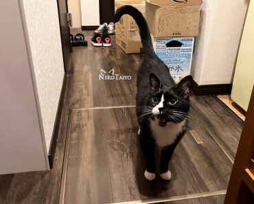見回り