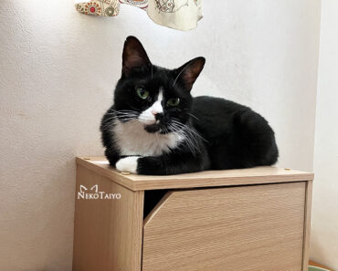 そよそよ