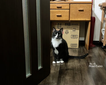 違いは？