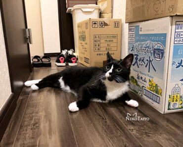 廊下シリーズ