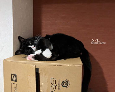 猫のもの