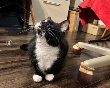 ヒゲが長いから